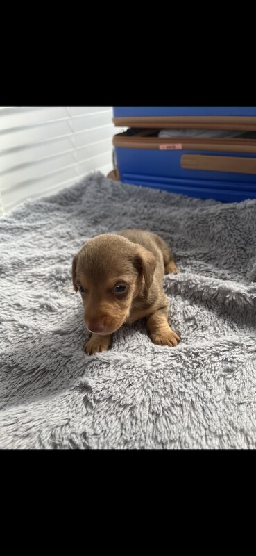 Dachshund puppies for sale in Bolton, Greater Manchester – KC registered, 1 year old - Image 6 of 13