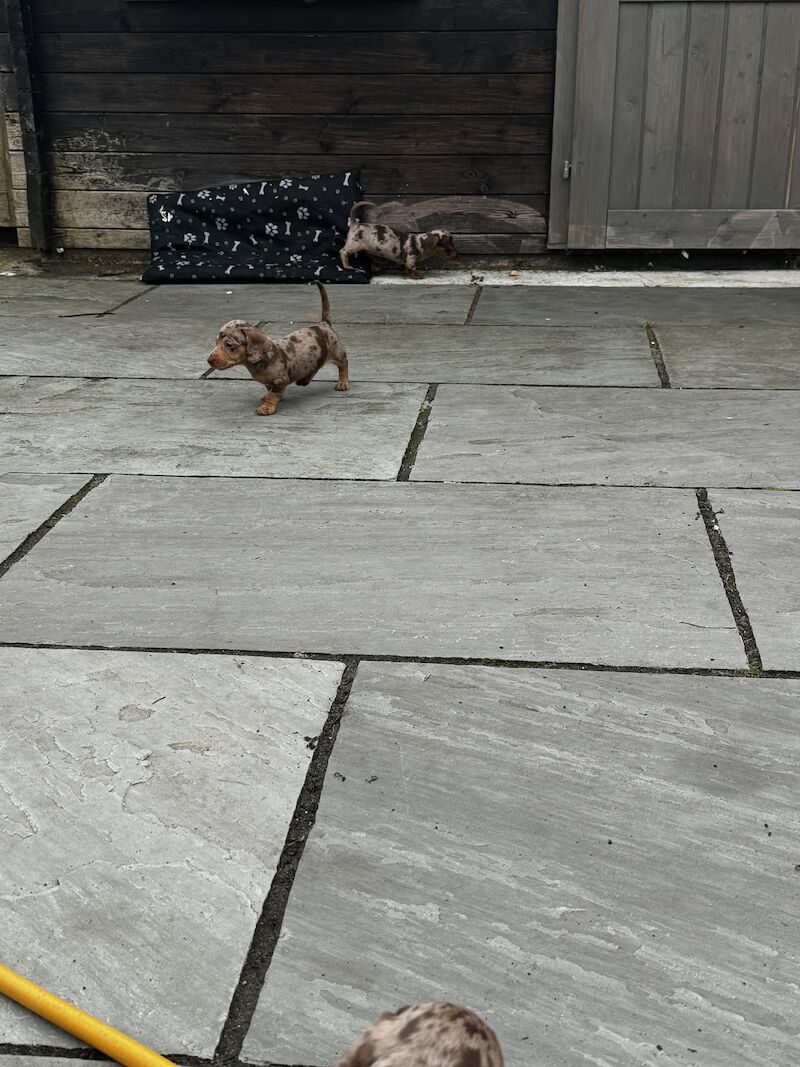 Dachshund puppies for sale in Bolton, Greater Manchester – KC registered, 1 year old - Image 7 of 13