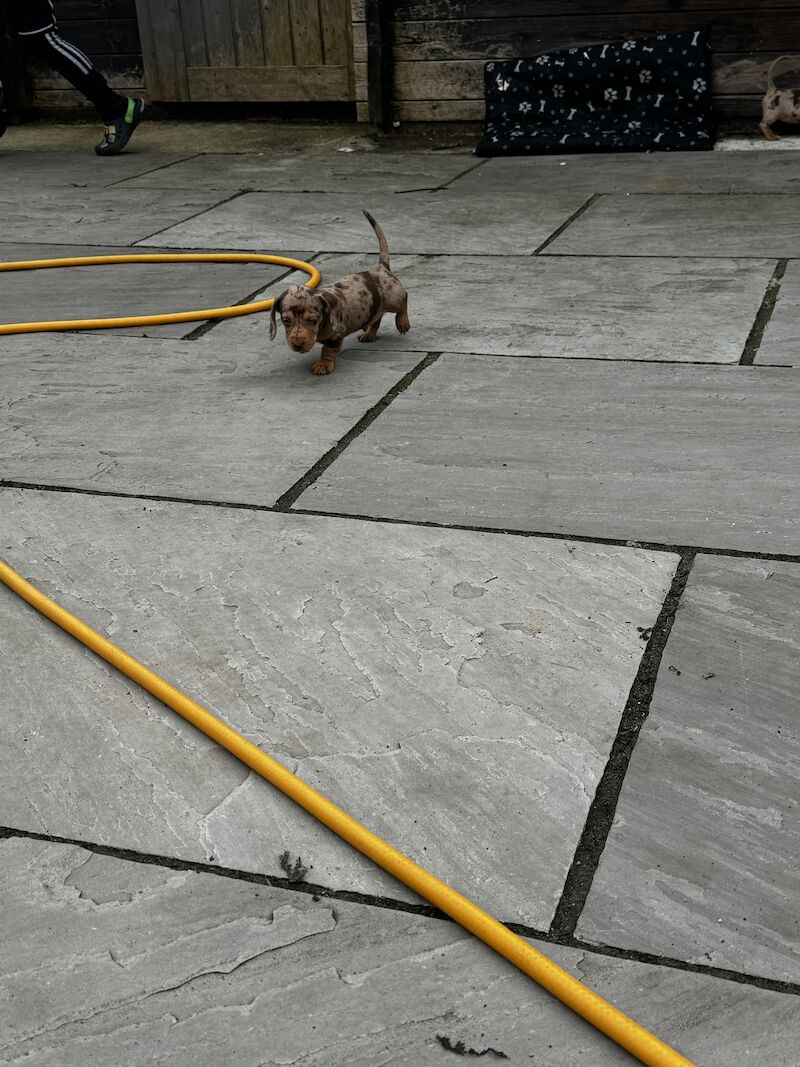 Dachshund puppies for sale in Bolton, Greater Manchester – KC registered, 1 year old - Image 8 of 13