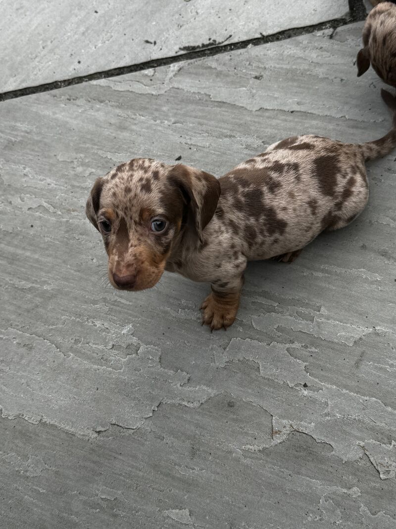 Dachshund puppies for sale in Bolton, Greater Manchester – KC registered, 1 year old - Image 9 of 13