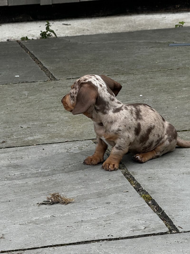 Dachshund puppies for sale in Bolton, Greater Manchester – KC registered, 1 year old - Image 10 of 13