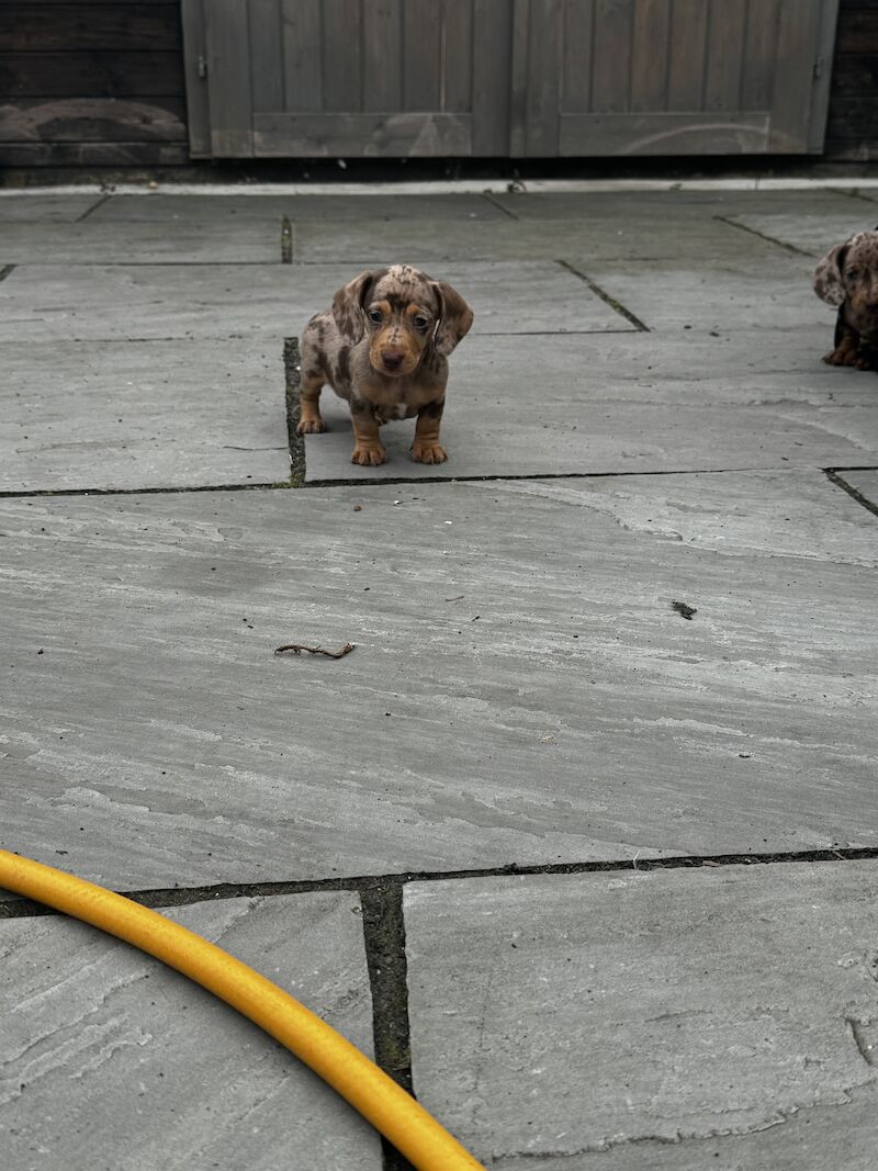 Dachshund puppies for sale in Bolton, Greater Manchester – KC registered, 1 year old - Image 11 of 13