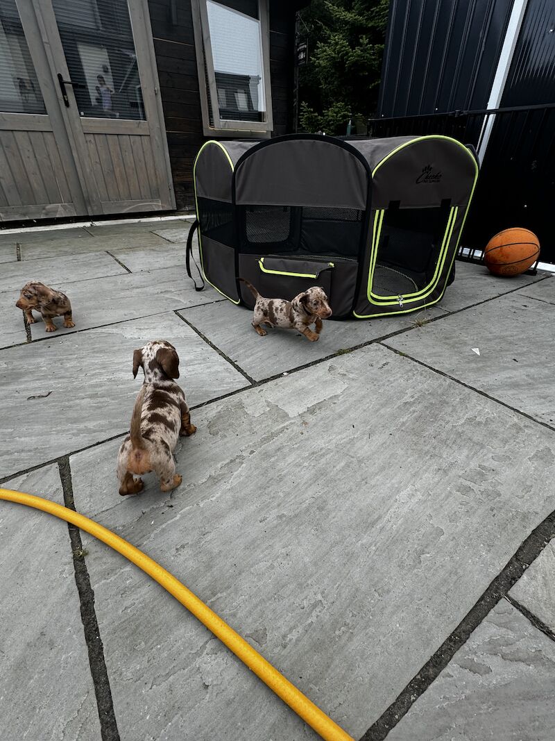 Dachshund puppies for sale in Bolton, Greater Manchester – KC registered, 1 year old - Image 12 of 13