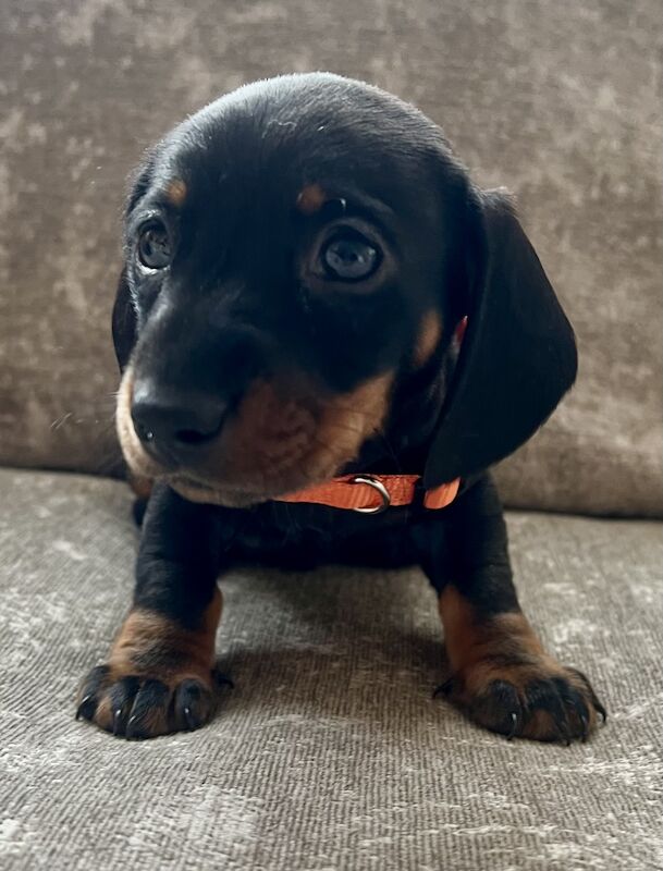 Miniature dachshunds for sale in Manchester, Greater Manchester