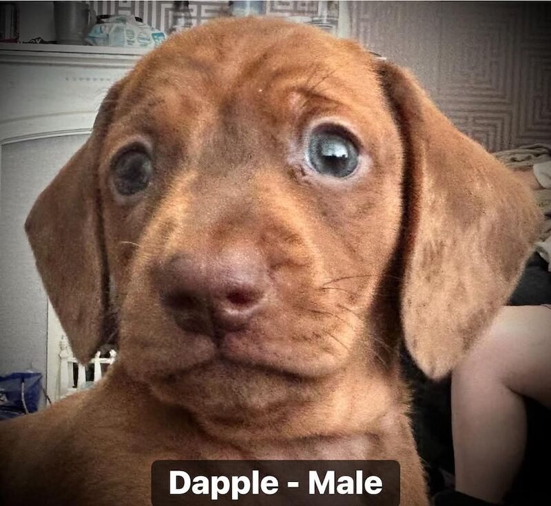 Miniature Dachshunds for sale in Wythenshawe, Greater Manchester