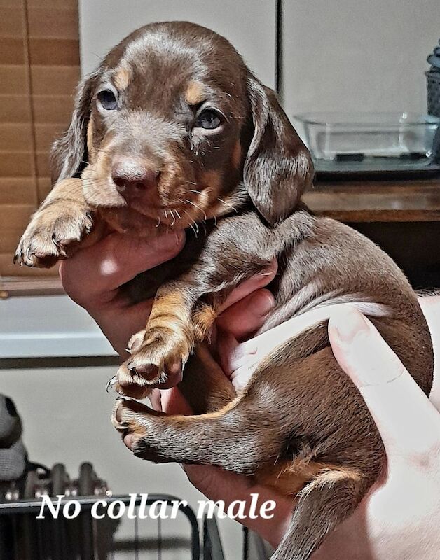 Miniature Dachshunds for sale in Framwellgate Moor, Durham | Image 1