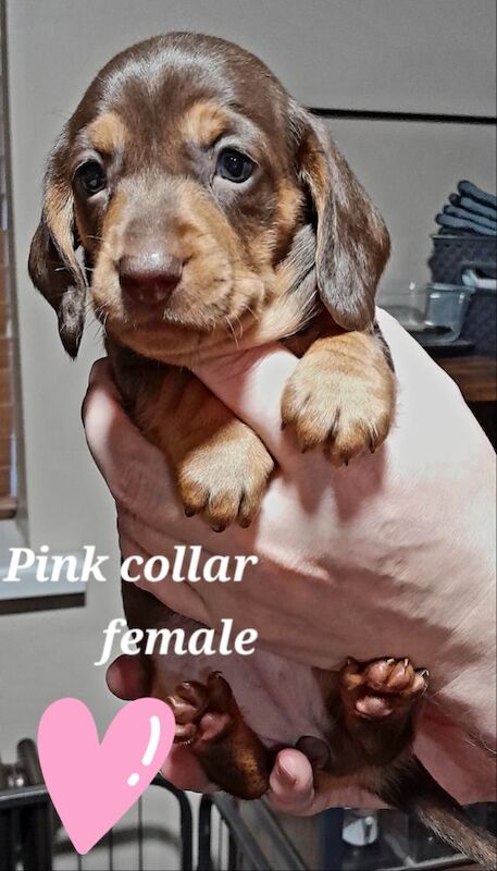 Miniature Dachshunds for sale in Framwellgate Moor, Durham | Image 2