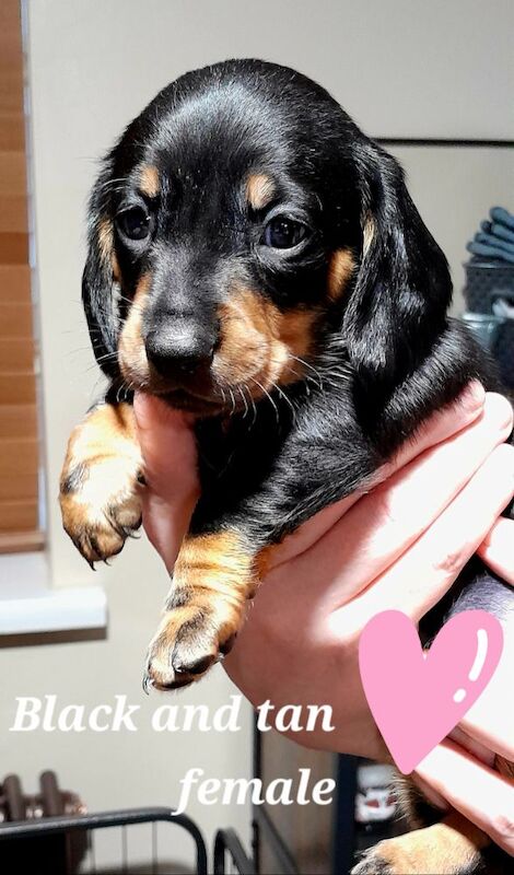 Miniature Dachshunds for sale in Framwellgate Moor, Durham | Image 3