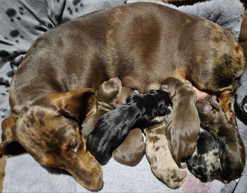 Miniature Dachshunds for sale in Framwellgate Moor, Durham