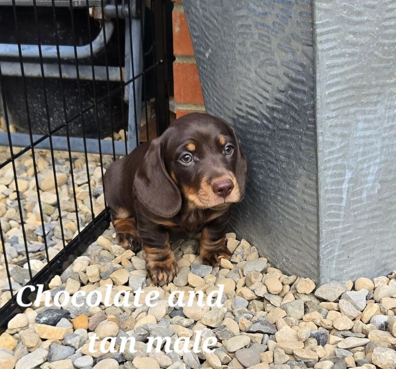 Dachshund puppies for sale in Framwellgate Moor, Durham – 9 weeks old - Image 3 of 4