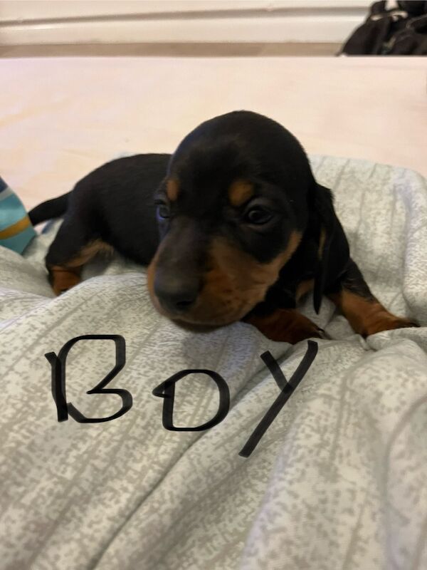 Dachshund puppies for sale in Cambridge, Cambridgeshire – 3 weeks old - Image 2 of 6