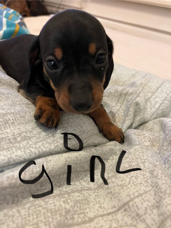 Dachshund puppies for sale in Cambridge, Cambridgeshire – 3 weeks old - Image 5 of 6