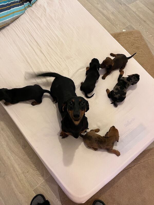 Dachshund puppies for sale in Cambridge, Cambridgeshire – 3 weeks old - Image 6 of 6