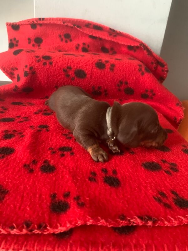 Dachshund puppies for sale in Blackpool, Lancashire – 4 weeks old - Image 13 of 14