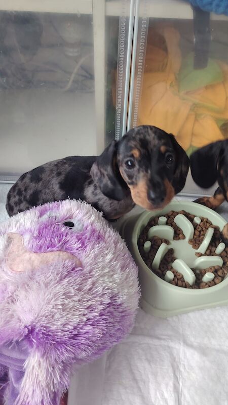 Dachshund puppies for sale in Hemel Hempstead, Hertfordshire – KC registered, 9 weeks old