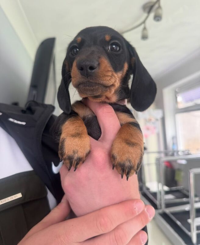 Miniature Dachshunds for sale in Fair Oak, Hampshire