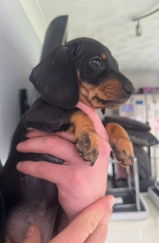 Miniature Dachshunds for sale in Fair Oak, Hampshire - Image 2