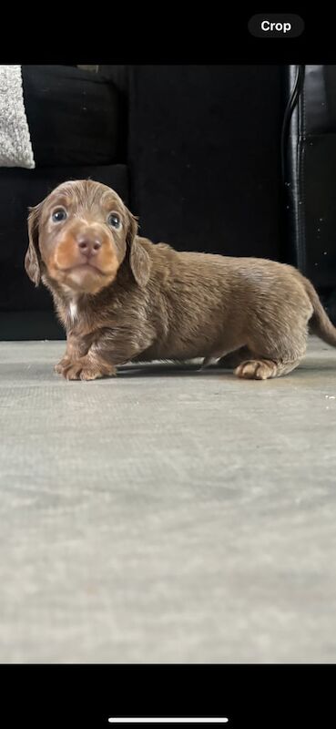 Miniature dachshunds for sale in Aveley, Essex