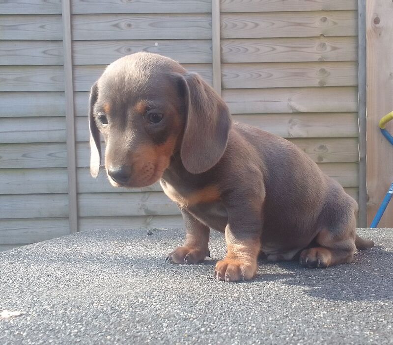 Miniature dachshunds for sale in Wolverhampton, West Midlands