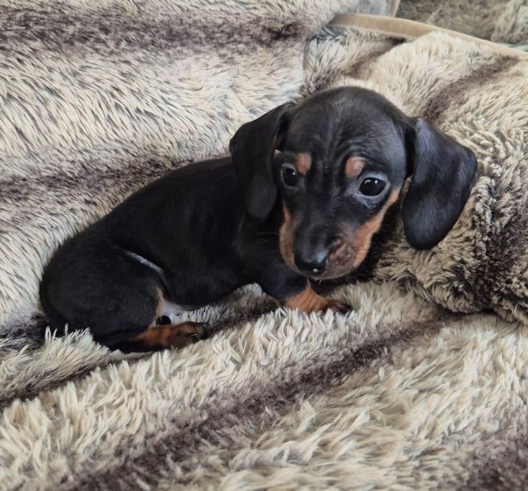 Miniature dachshunds for sale in Eston, North Yorkshire
