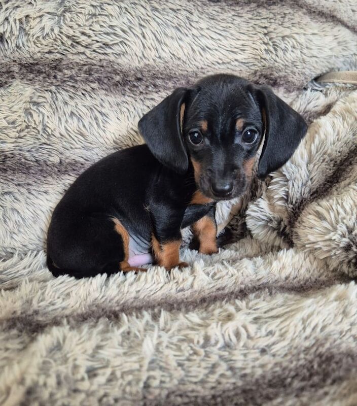 Miniature dachshunds for sale in Eston, North Yorkshire | Image 2