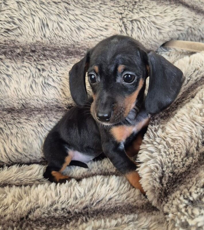 Miniature dachshunds for sale in Eston, North Yorkshire | Image 3