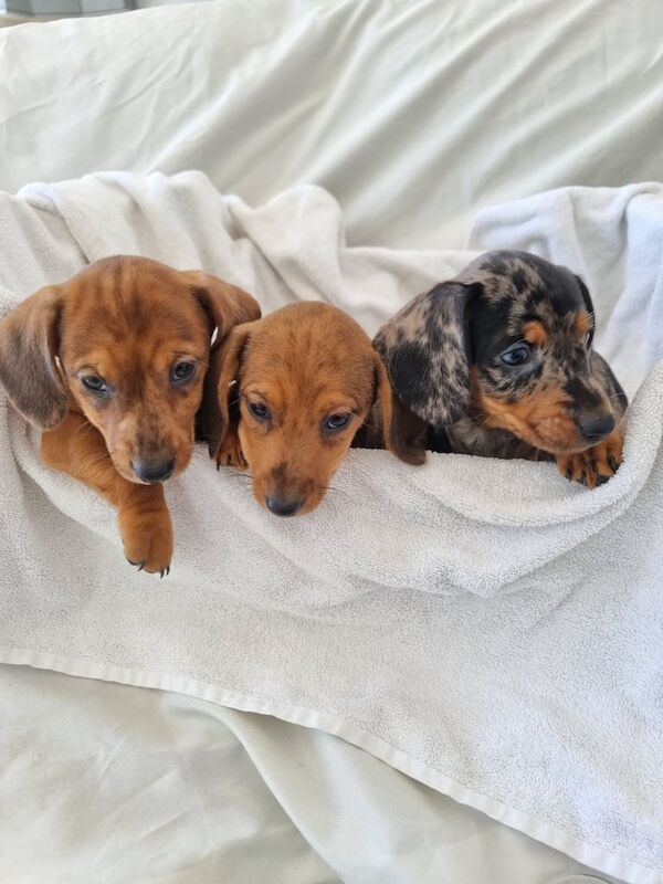 Miniature dachshunds for sale in Kesh, County Fermanagh