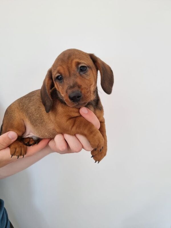 Miniature dachshunds for sale in Kesh, County Fermanagh | Image 2