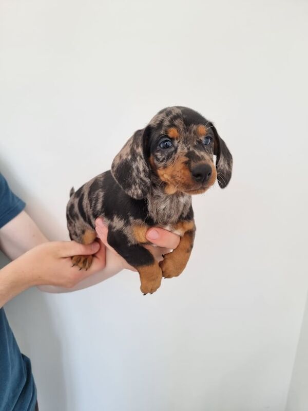 Miniature dachshunds for sale in Kesh, County Fermanagh | Image 3