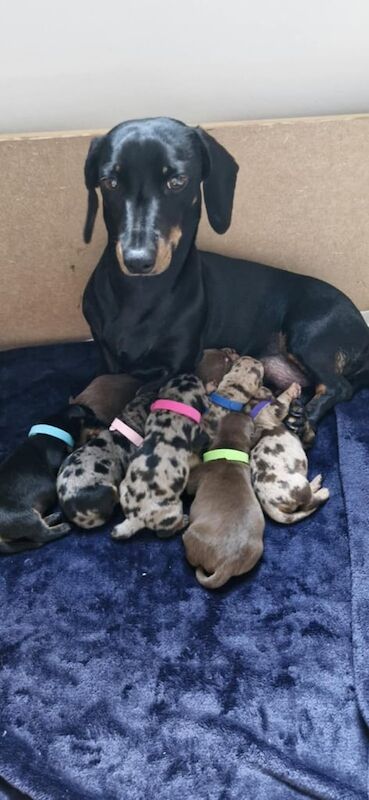Miniature dachshunds