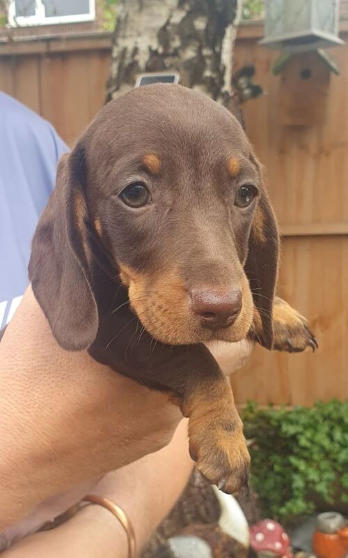 Dachshund puppies for sale in Frodsham, Cheshire – 11 weeks old