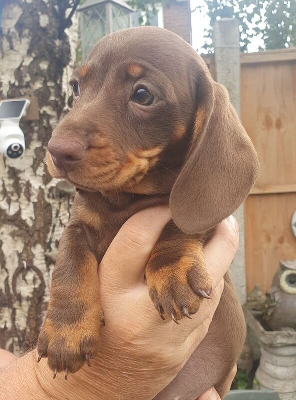 Dachshund puppies for sale in Frodsham, Cheshire – 3 months old - Image 2 of 3