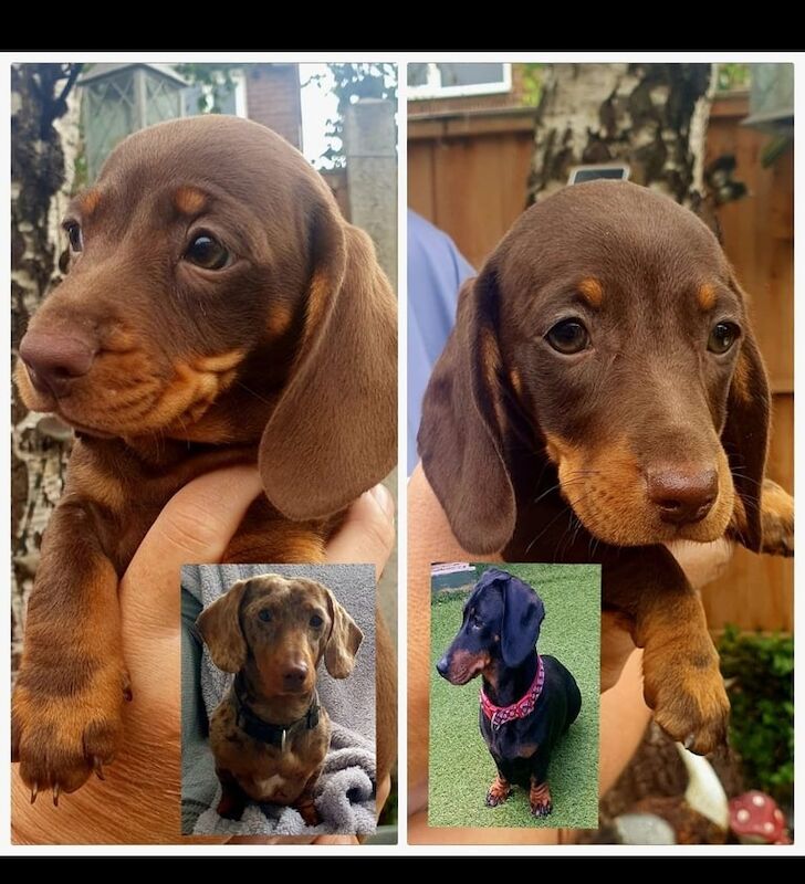 Dachshund puppies for sale in Frodsham, Cheshire – 3 months old - Image 3 of 3
