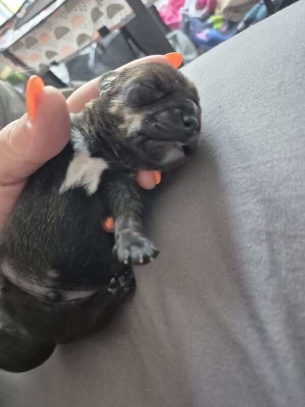 Dachshund puppies for sale in Rainham, Greater London – 7 weeks old