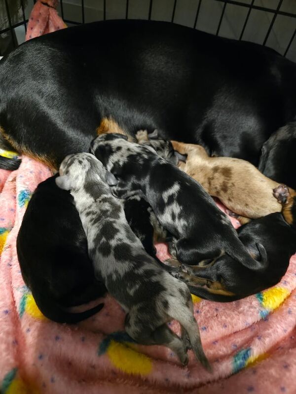 Dachshund puppies for sale in Glasgow, City of Glasgow – 6 days old - Image 2 of 3