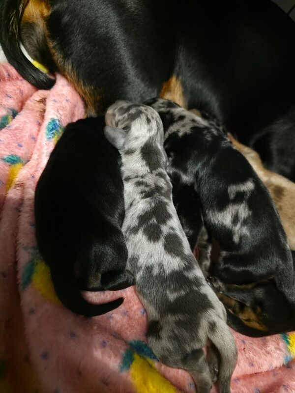 Dachshund puppies for sale in Glasgow, City of Glasgow – 6 days old - Image 3 of 3