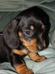 Miniature Dachshunds for sale in London, City of London, Greater London - Image 1