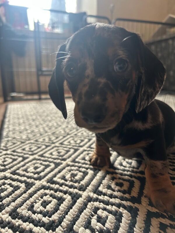 Dachshund puppies for sale in Menai Bridge / Porthaethwy, Gwynedd – 8 weeks old