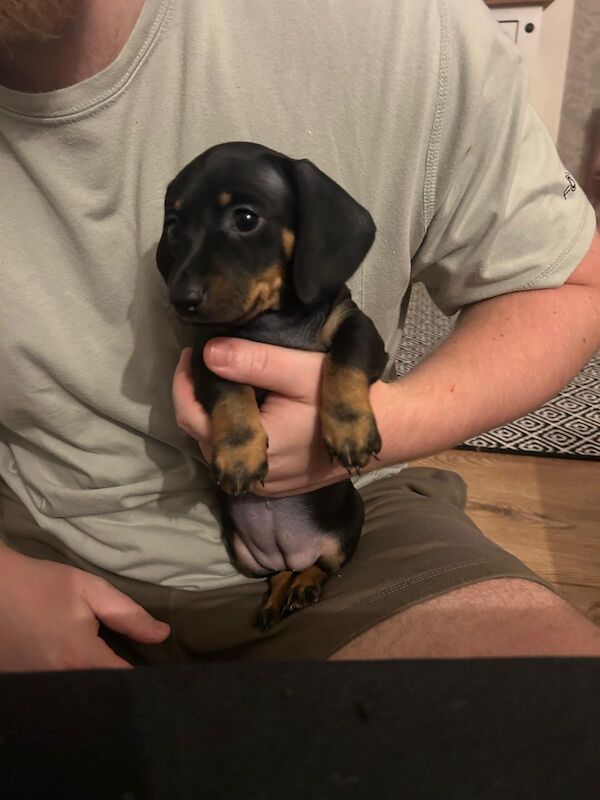 Dachshund puppies for sale in Menai Bridge / Porthaethwy, Gwynedd – 8 weeks old - Image 2 of 4