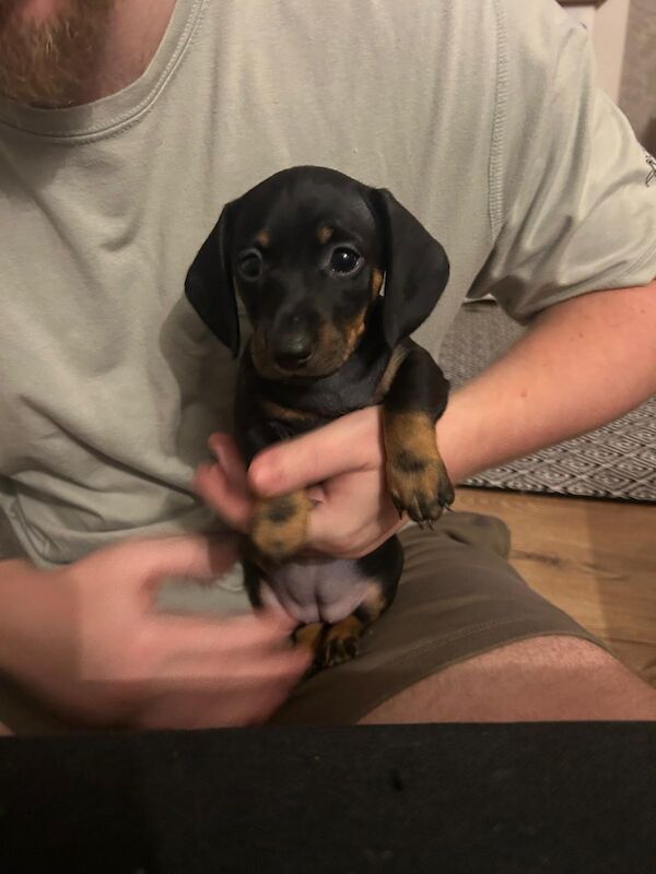 Dachshund puppies for sale in Menai Bridge / Porthaethwy, Gwynedd – 8 weeks old - Image 3 of 4
