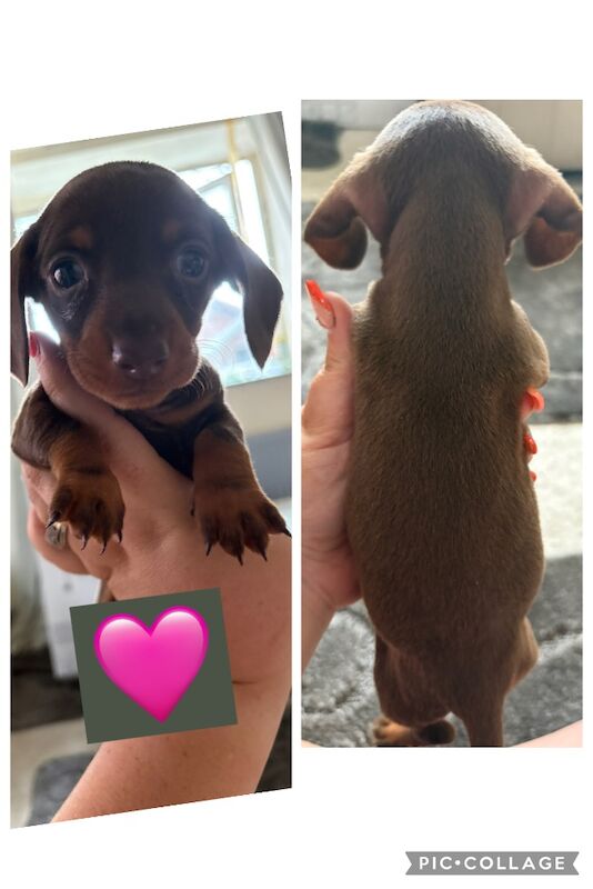 Dachshund puppies for sale in Rotherham, South Yorkshire – 8 weeks old