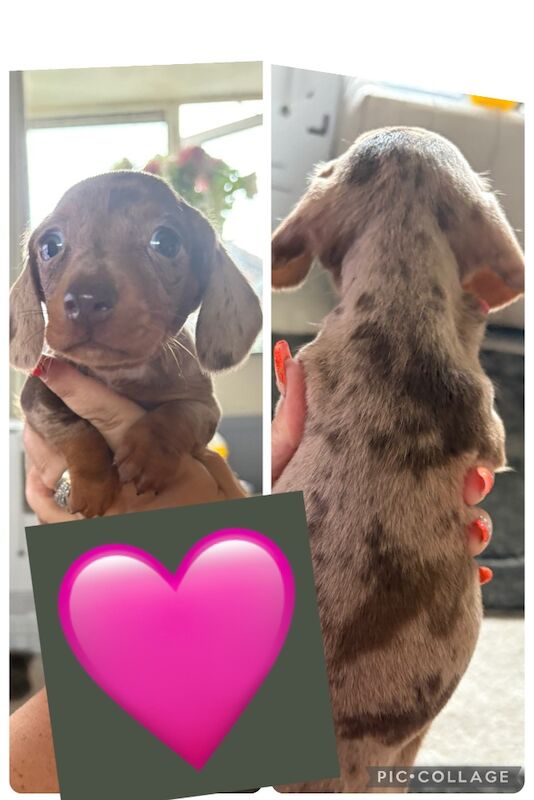 Dachshund puppies for sale in Rotherham, South Yorkshire – 8 weeks old - Image 2 of 4