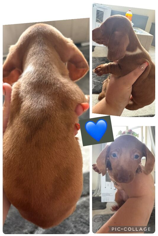 Dachshund puppies for sale in Rotherham, South Yorkshire – 8 weeks old - Image 4 of 4