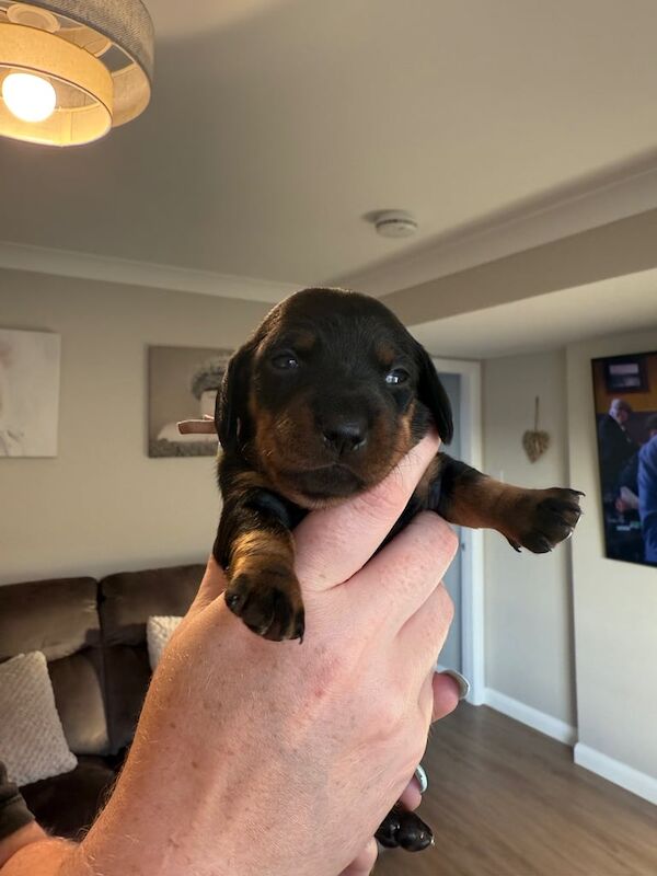 Dachshund puppies for sale in Cardenden, Fife – 2 weeks old