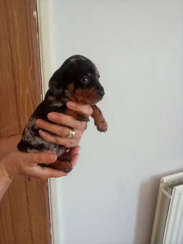 Miniature dachshunds puppies for sale Poole for sale in Poole, Dorset