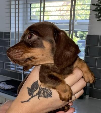 Miniature dachshunds( ready for new homes) for sale in Tipton, West Midlands
