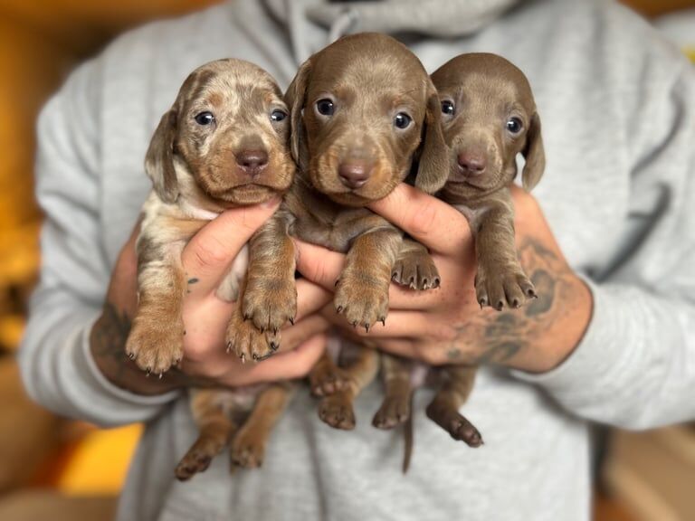 Miniature dachshunds (tan Isabella) for sale in Sutton, Greater London