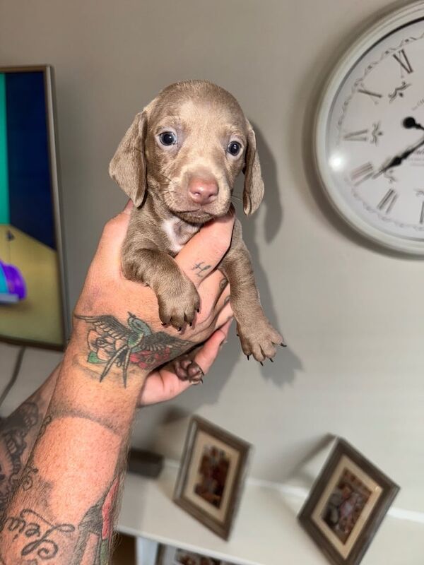 Miniature dachshunds (tan Isabella) for sale in Sutton, Greater London | Image 2