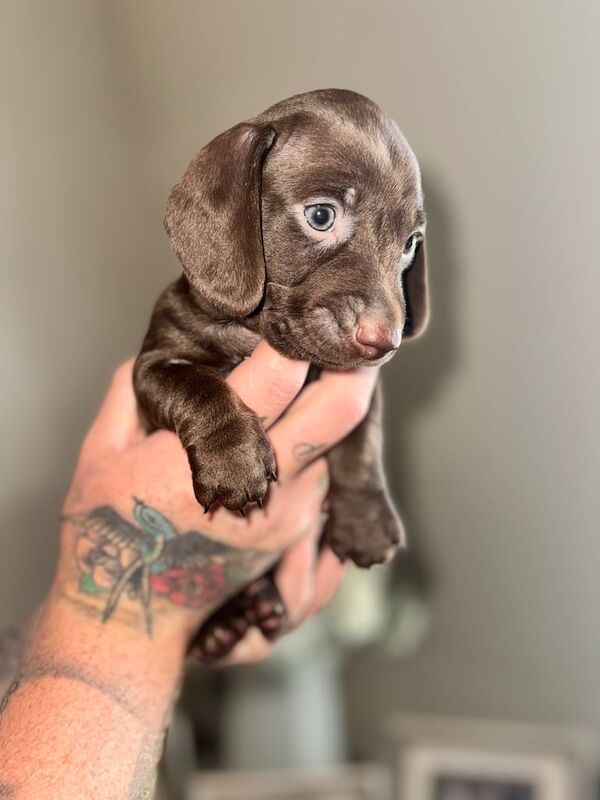 Miniature dachshunds (tan Isabella) for sale in Sutton, Greater London | Image 3