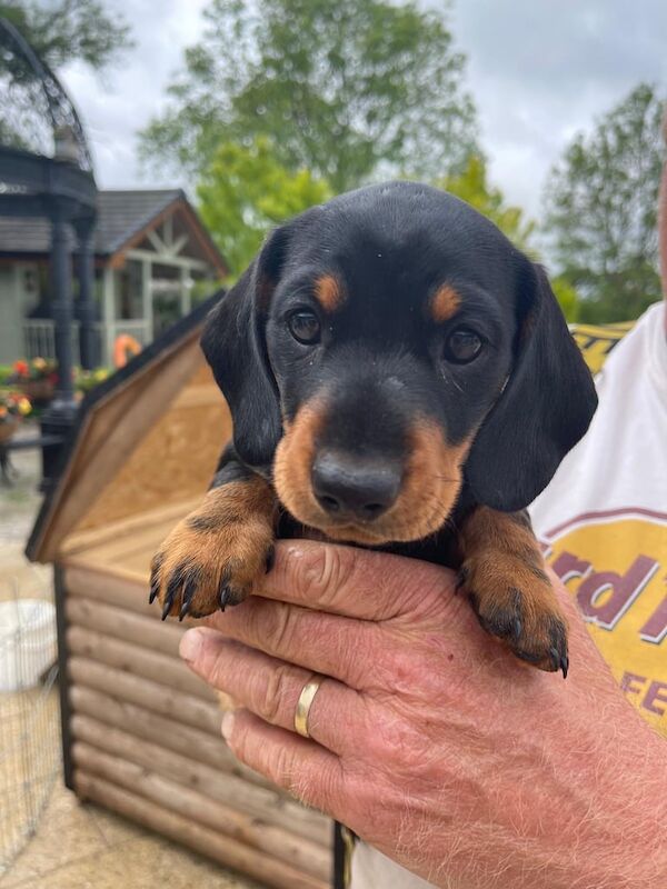 Miniature Dacshund pups for sale in Dromore , County Down
